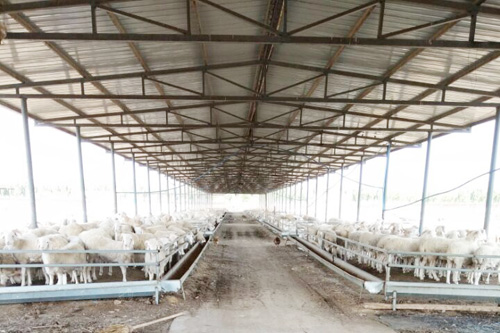 小型養羊養殖場