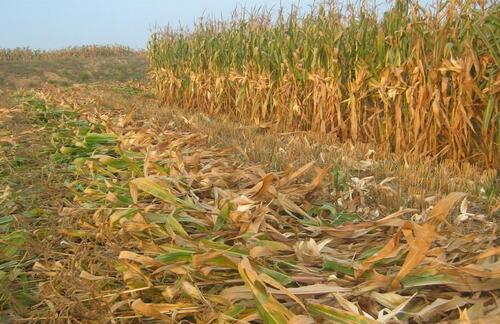 農村廢棄玉米秸稈