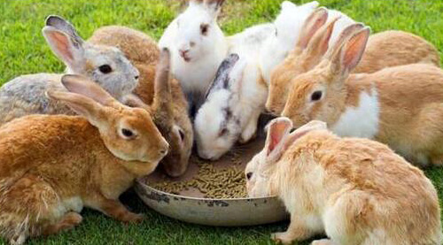 兔子正在吃小型飼料顆粒機壓制出來的顆粒飼料