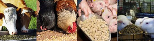 家畜正在吃使用小型雞兔顆粒飼料機壓制出來的顆粒飼料
